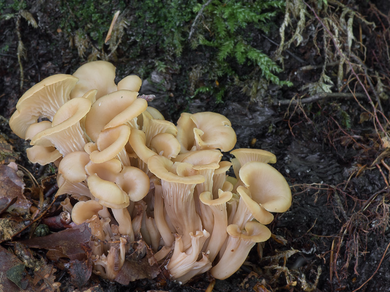 Lentinellus cochleatus